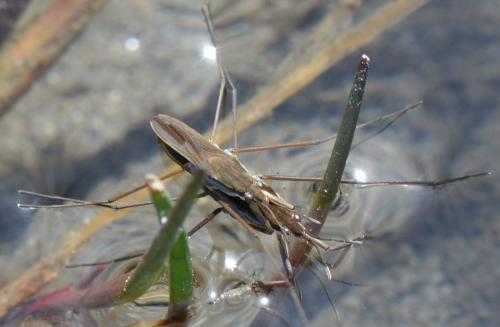 Gerris thoracicus